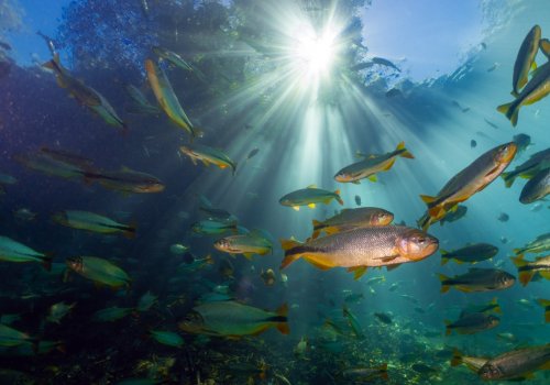 Peixes encantam visitantes em passeio da região de Bonito, MS