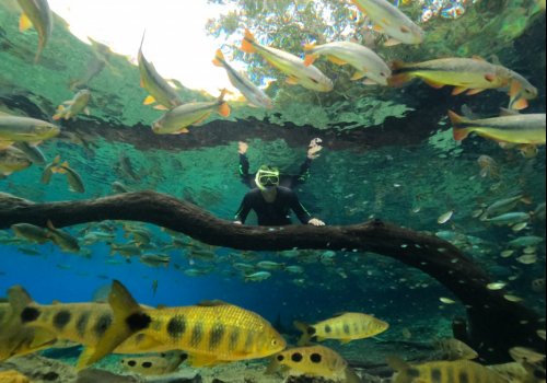 Diversidade de peixes em atrativo de Jardim, MS