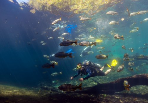 Diversidade de peixes encanta mergulhadores na região de Bonito, MS