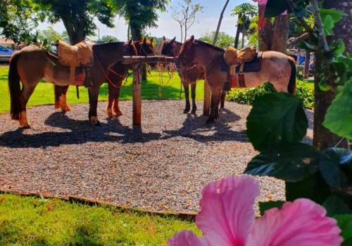 Preparação dos cavalos para passeio em Jardim, MS