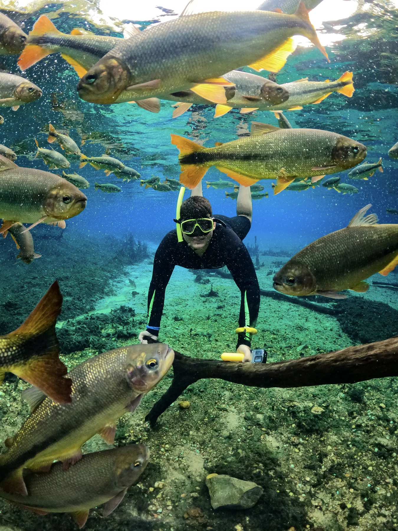 Pessoa em flutuação entre peixes nas águas transparentes do Rio da Prata.