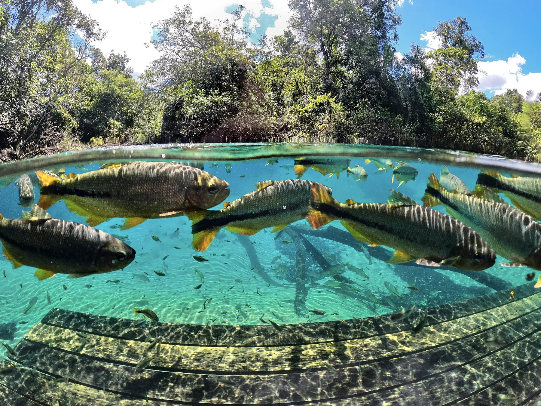 Visitantes flutuando nas águas cristalinas do Recanto Ecológico Rio da Prata