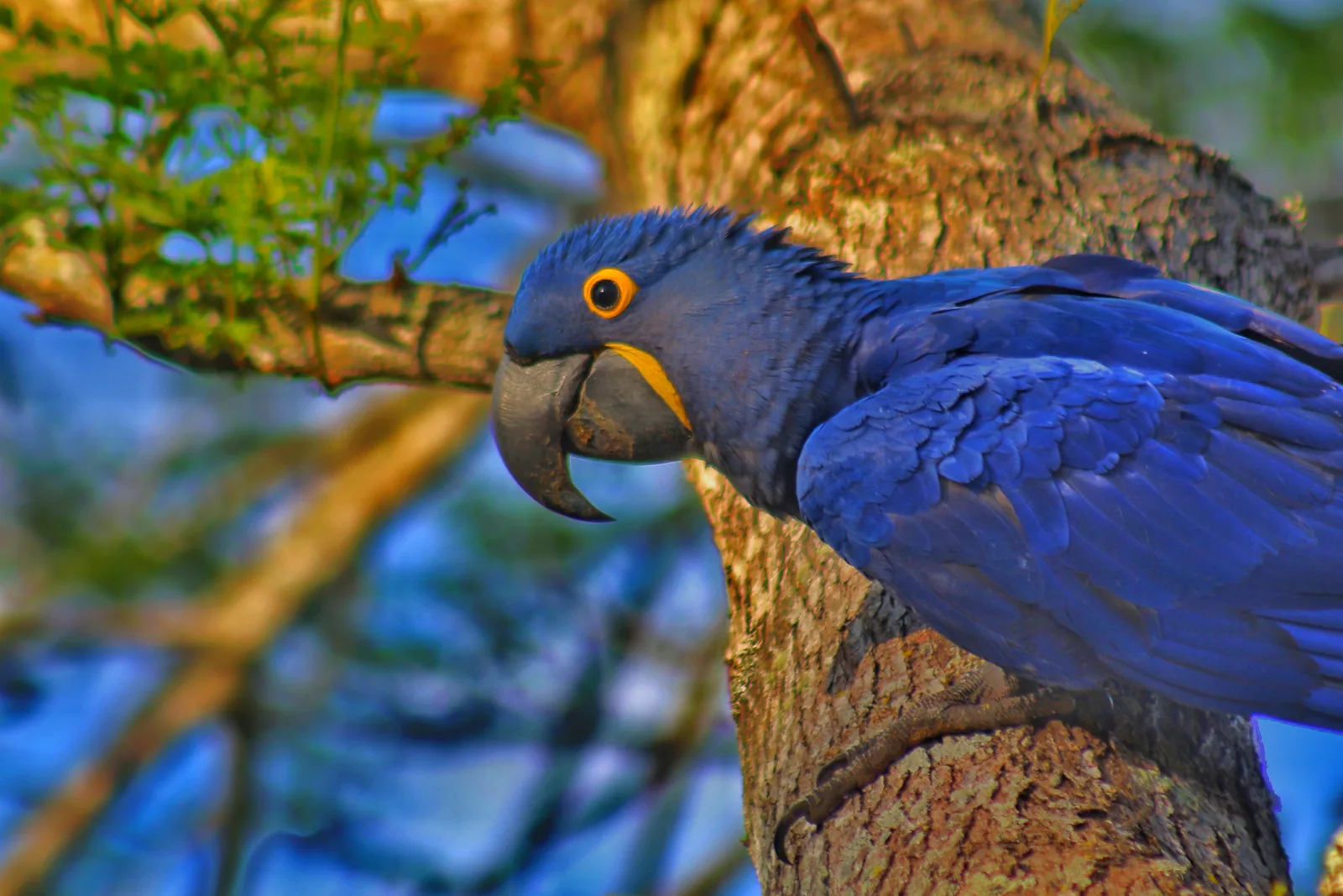 Arara-azul junto ao tronco de uma árvore na Estância Mimosa Arara-azul junto ao tronco de uma árvore na Estância Mimosa