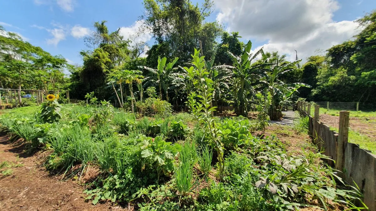 Horta e cultivo de alimentos · Estância Mimosa Horta e cultivo de alimentos — Estância Mimosa.