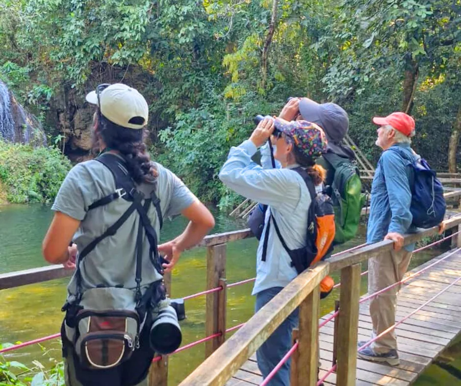 Visitantes observam aves com binóculos em passarela da Estância Mimosa