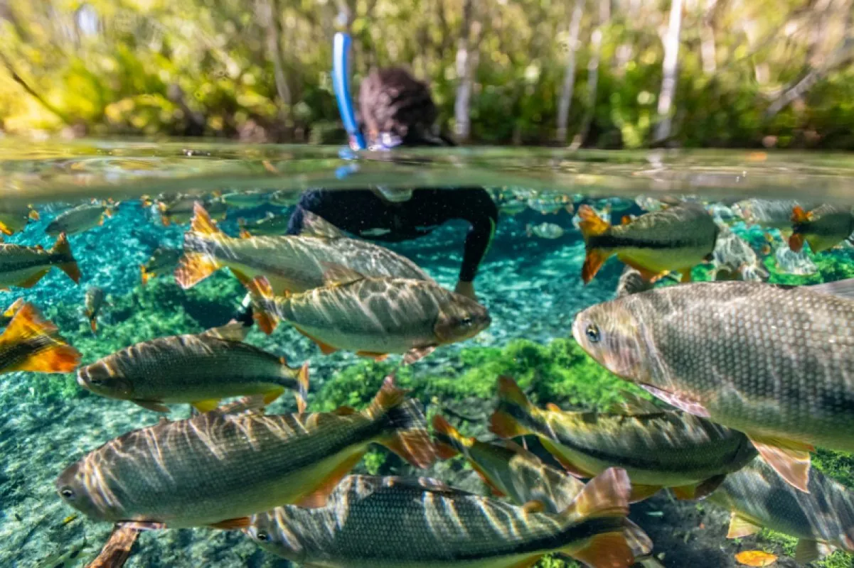 Flutuação entre peixes · Rio da Prata Flutuação entre peixes — Rio da Prata.