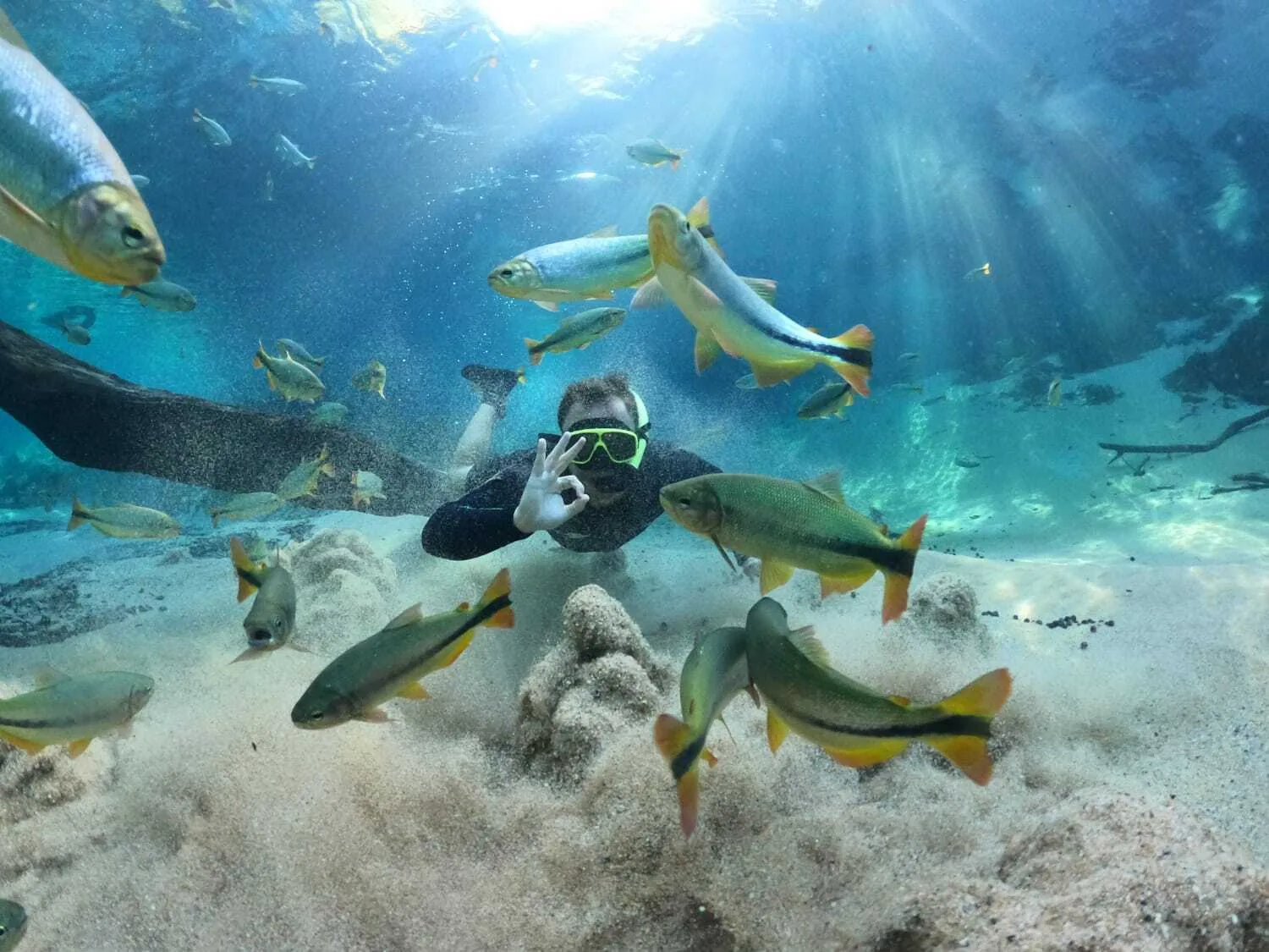 Flutuação entre peixes em águas cristalinas Visitante com máscara de mergulho flutuando entre peixes, sob raios de sol, sobre um fundo arenoso.