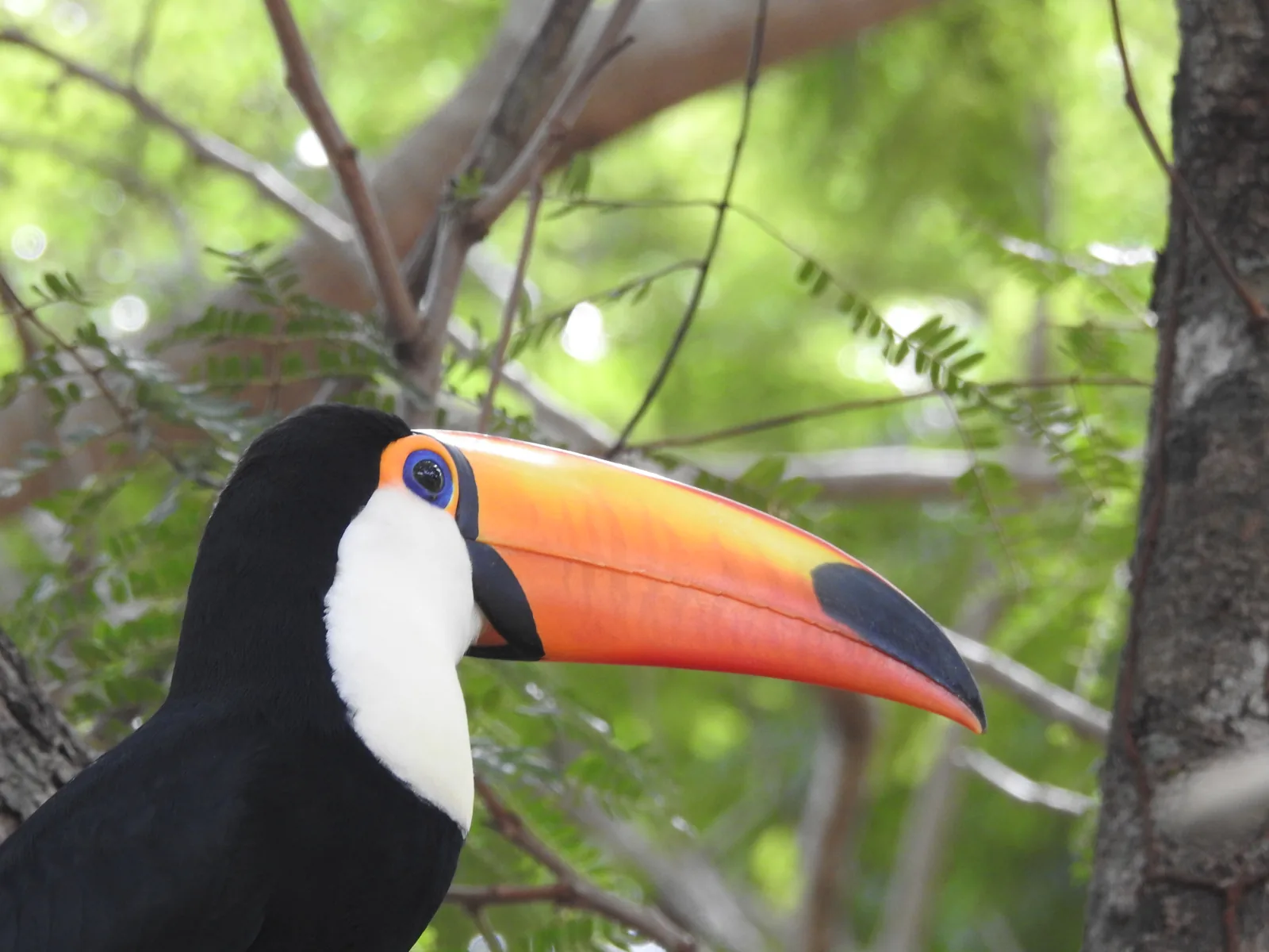 Tucano de bico alaranjado entre galhos no Rio da Prata