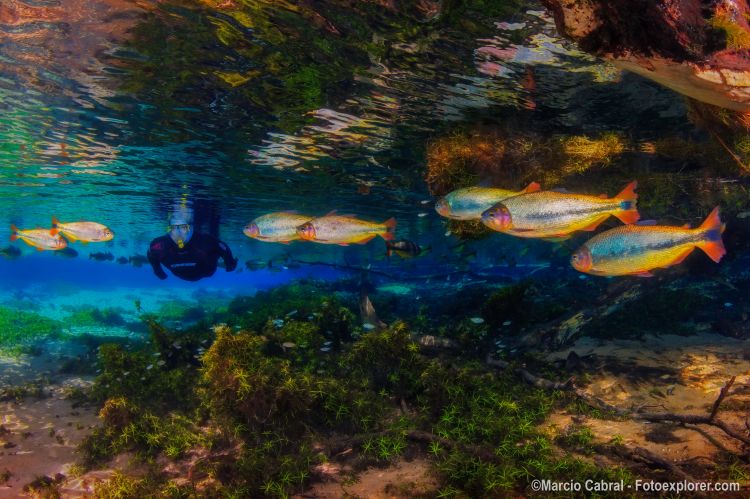 A flutuação em Bonito é uma das atividades mais apaixonantes. O passeio no Recanto Ecológico Rio da Prata proporciona a oportunidade de tornar-se um peixe imenso em um aquário de águas cristalinas.Caso tenha interesse em adquirir outras imagens do fotógrafo, entre em contato diretamente com o profissional através do e-mail: fotoexplorer@gmail.com