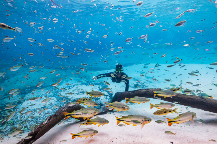 Schools of piraputangas, dorado, curimbatás, piaus, matogrossinhos and other fish from the Pantanal are some of the companions during the descent down the river.