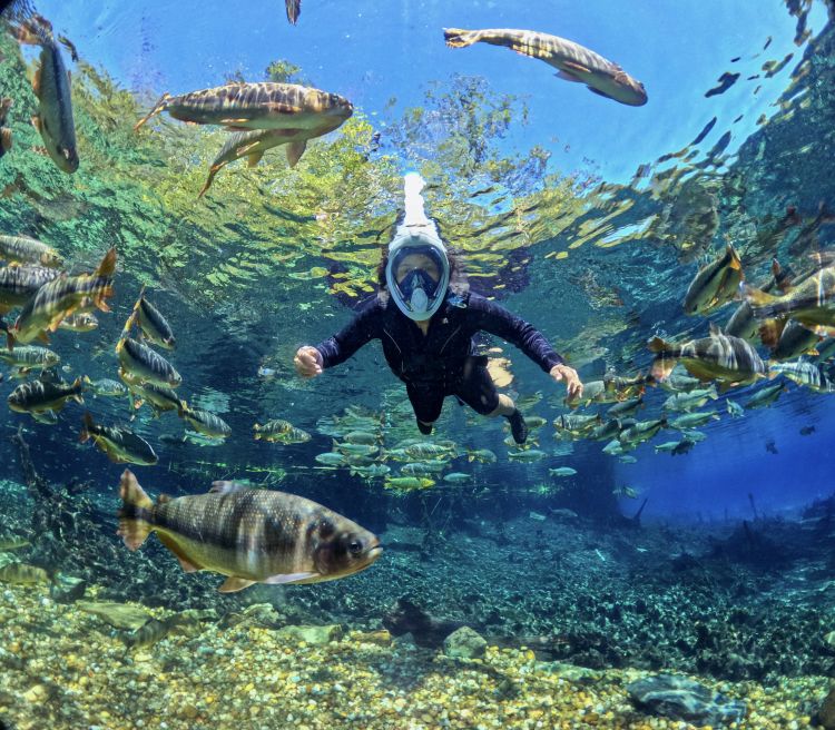 A flutua&ccedil;&atilde;o no Recanto Ecol&oacute;gico Rio da Prata permite observar a vida subaqu&aacute;tica com conforto e seguran&ccedil;a, utilizando m&aacute;scara full face. Em &aacute;guas extremamente cristalinas, o passeio &eacute; ideal para quem deseja vivenciar o ecoturismo em Jardim/MS com tranquilidade e contato direto com a natureza.