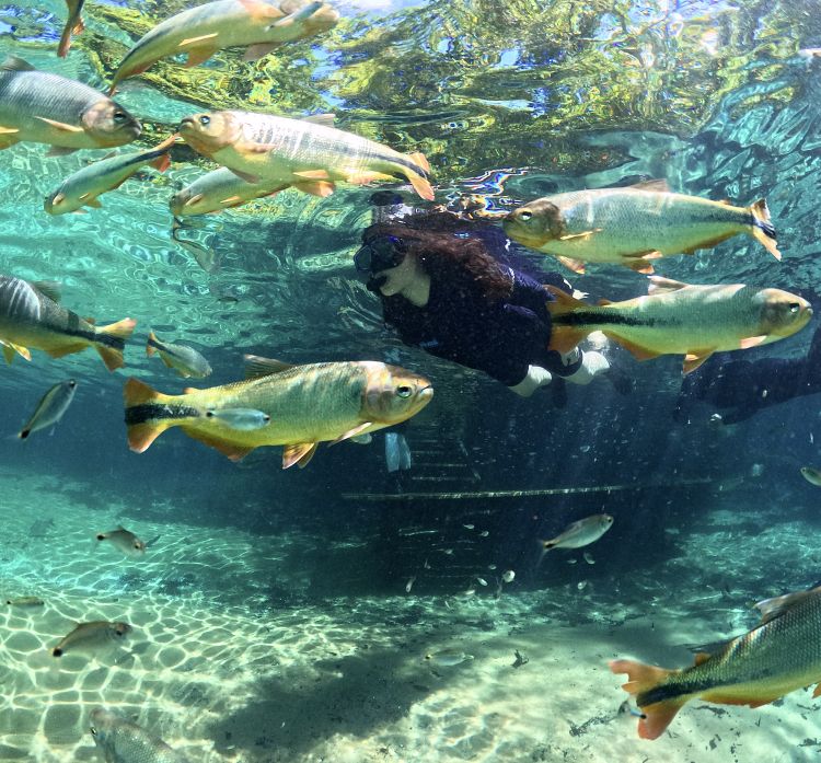 Durante a flutua&ccedil;&atilde;o no Recanto Ecol&oacute;gico Rio da Prata, os visitantes nadam suavemente entre peixes em um rio de &aacute;guas cristalinas. Um dos passeios mais emblem&aacute;ticos de Jardim/MS, reconhecido pela transpar&ecirc;ncia da &aacute;gua e pela rica biodiversidade aqu&aacute;tica.