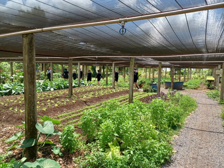 Os alimentos colhidos na horta de manejo orgânica são utilizados para preparar refeições saborosas no almoço servido na fazenda. A visita ao local ocorre no caminho para conhecer as águas cristalinas do rio Olho D'Água para começar o passeio.