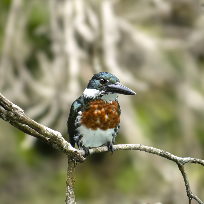 A Est&acirc;ncia Mimosa &eacute; um local privilegiado para a observa&ccedil;&atilde;o de aves em Bonito/MS. O passeio permite avistar esp&eacute;cies como o martim-pescador, em &aacute;reas de mata preservada, rios e cachoeiras, sendo ideal para amantes da natureza e da vida silvestre.
