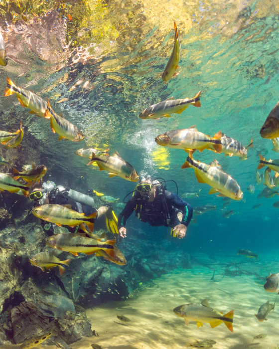 Diversity of fish and water transparency in Recanto Ecológico Rio da Prata, a tourist attraction in MS.

If you are interested in purchasing other images from the photographer, please contact the professional directly via email: pin@photoinnatur.com.