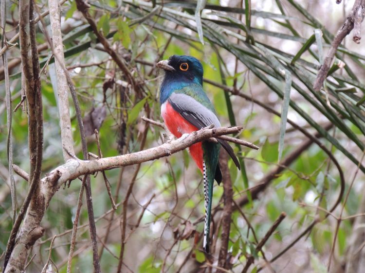 O Recanto Ecológico Rio da Prata, em Jardim (MS), é um local estratégico para o passeio de Observação de Aves/Passarinhada com 234 espécies registradas.
