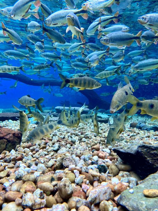Variedade de peixes e águas cristalinas transforma o Recanto Ecológico Rio da Prata na paleta de cores perfeita da natureza.